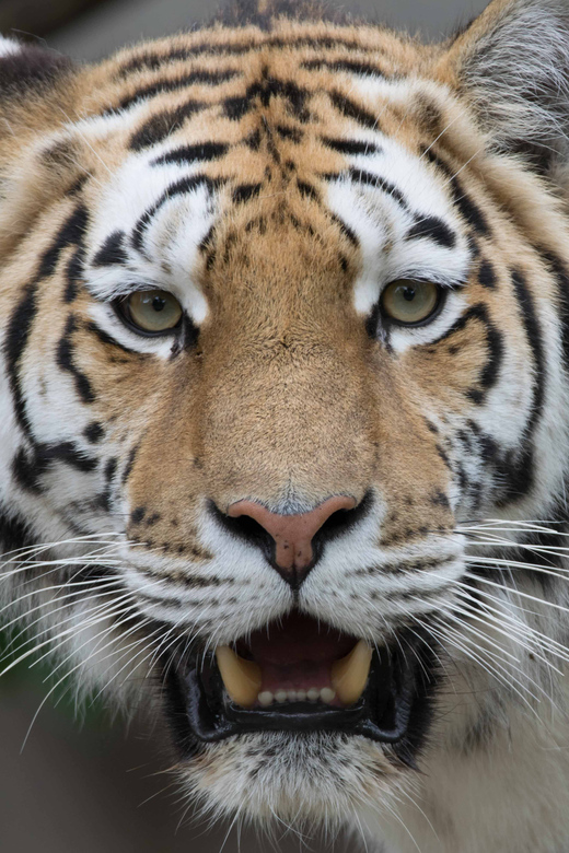Copenhagen: Copenhagen Zoo Entry Ticket - Copenhagen Zoo in one day: how to plan your route