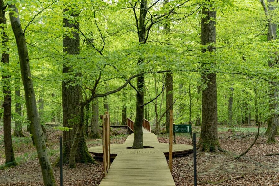 Copenhagen: The Forest Tower & Forgotten Giants Trolls Trip - The hourglass center and the beech-tree moment